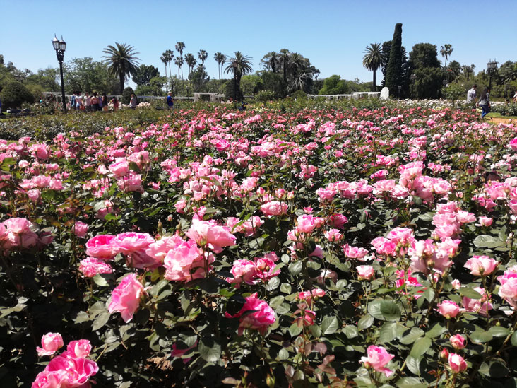 Blooming roses at El Rosedal