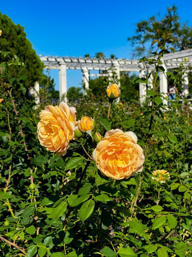 rosa amarilla en el Rosedal de Buenos Aires