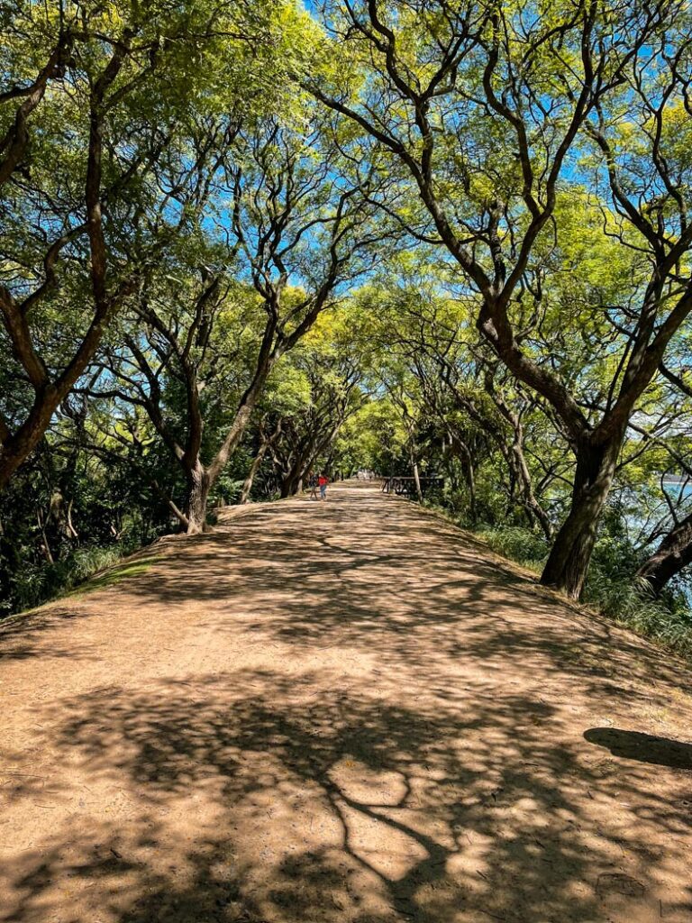 Green Tunnel at Reserva Ecológica