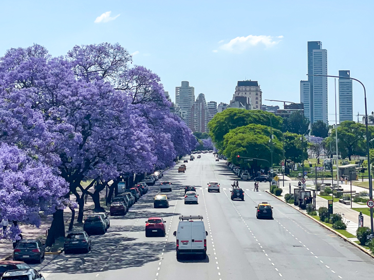 Avenida Libertador durante la temporada de jacaranda en Buenos Aires, súper colorida