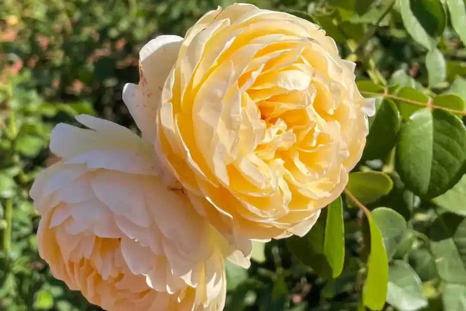 primavera en buenos aires, con muchas flores, es una estacion ideal para estar de visita