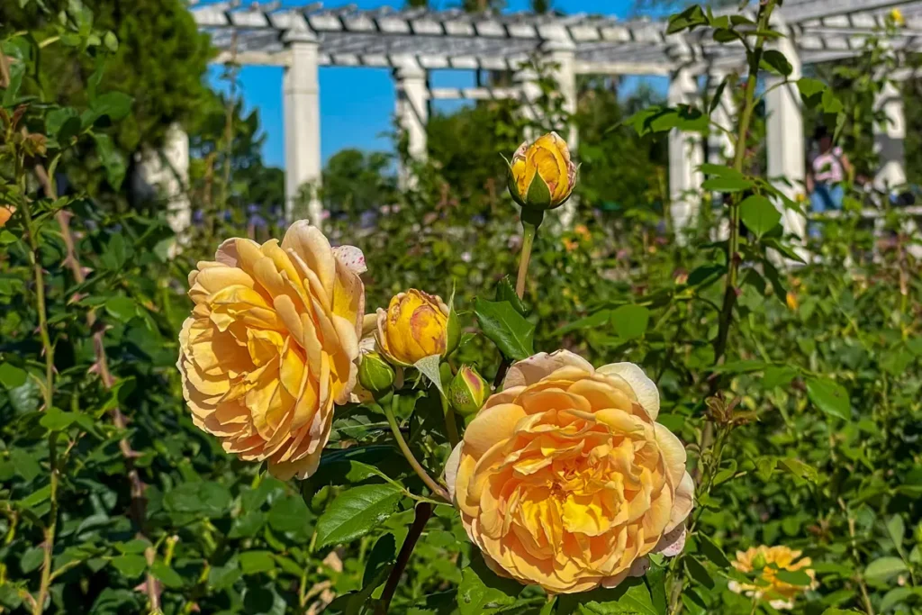 roses in the rose garden rosedal buenos aires