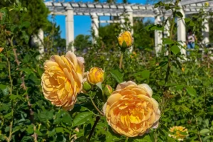 roses in the rose garden rosedal buenos aires