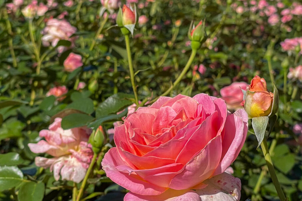 nice rose garden in buenos aires we visit in our bike tours