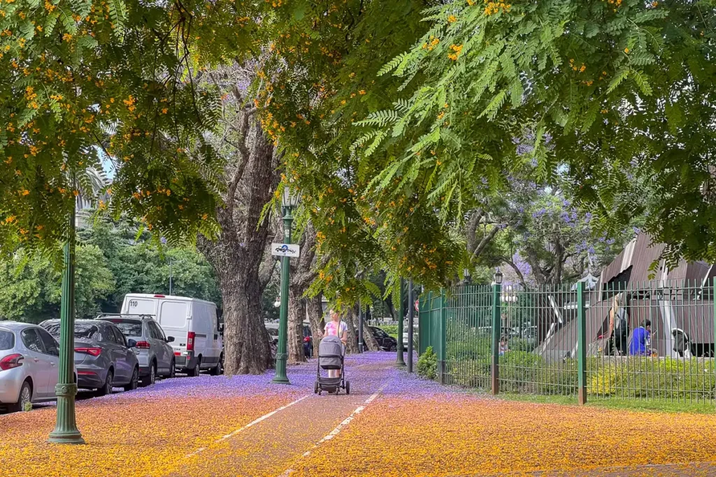 park in buenos aires with purple flowers from the jacaranda tree we visit in the city tour