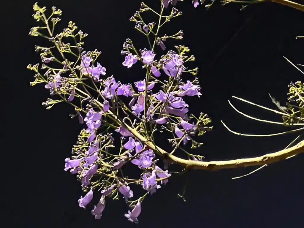 jacaranda flower close up