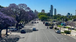 jacarandas trees blooming with purple flowers in libertador avenue buenos aires